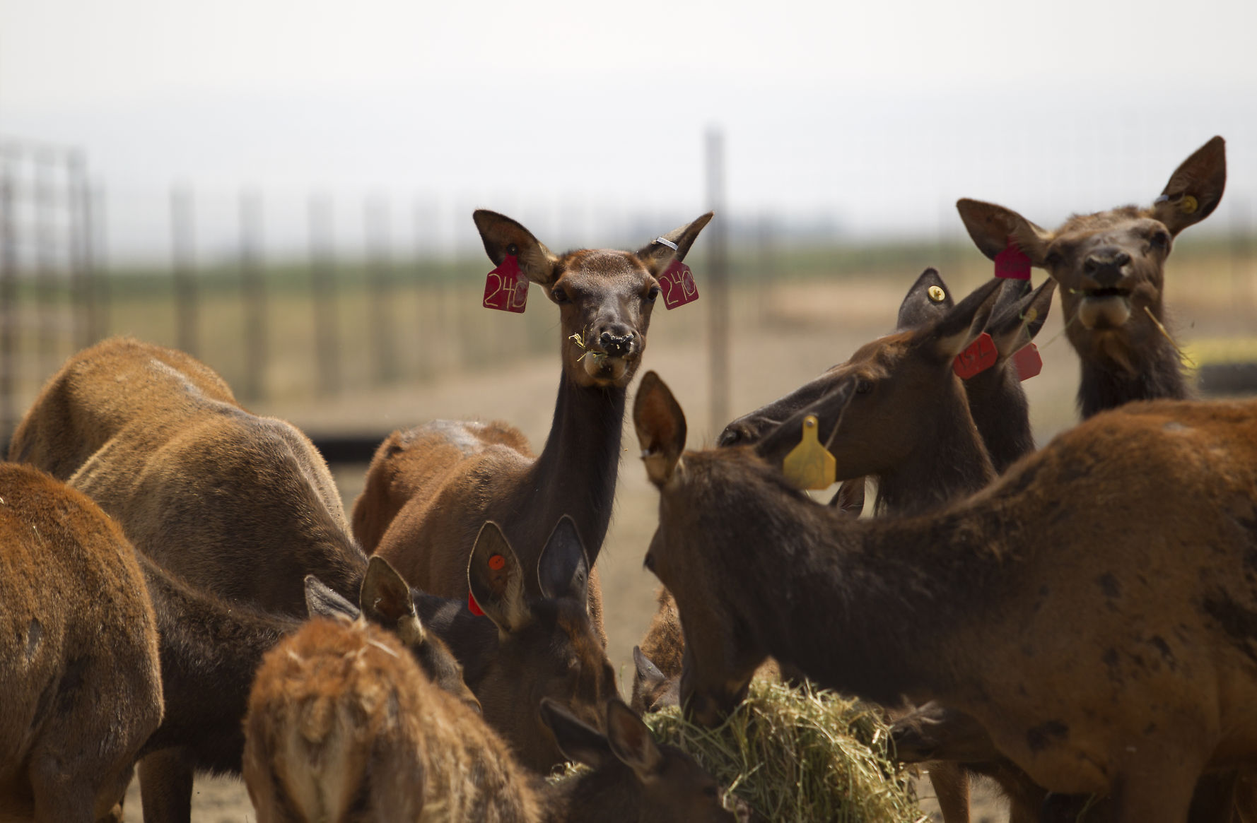 P-T Elk Farm